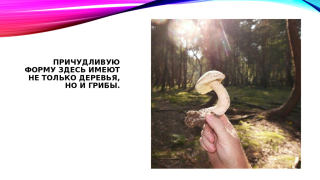 Причудливую форму здесь имеют не только деревья, но и грибы. 