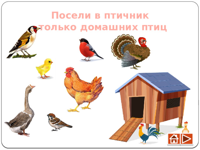 Посели в птичник только домашних птиц 