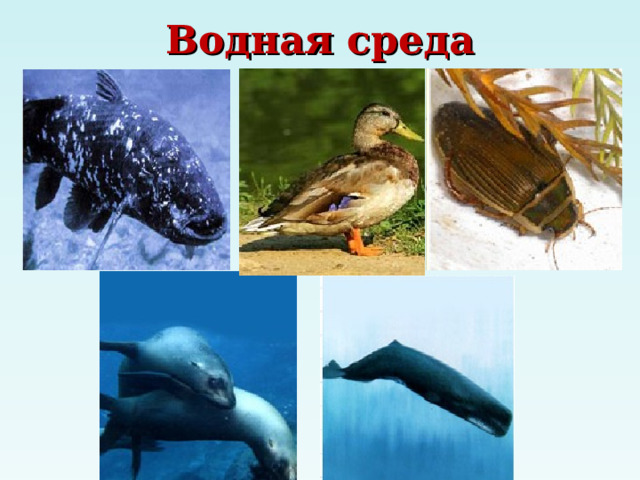 Водная среда 