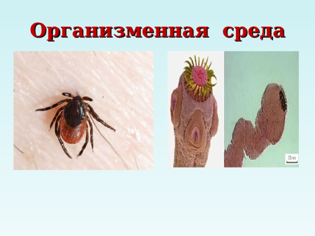 Организменная среда 