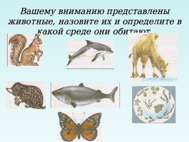 Вашему вниманию представлены животные, назовите их и определите в какой среде они обитают. 