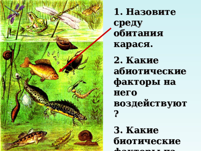 1. Назовите среду обитания карася. 2. Какие абиотические факторы на него воздействуют? 3. Какие биотические факторы на него воздействуют?   