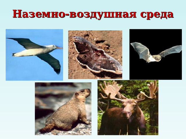 Наземно-воздушная среда 