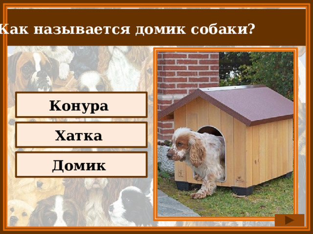 Как называется домик собаки? Конура Хатка Домик 
