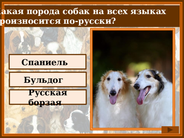 Какая порода собак на всех языках произносится по-русски? Спаниель Бульдог Русская борзая 