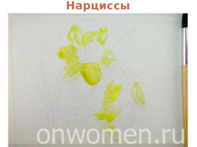 Нарциссы 