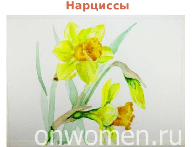Нарциссы  