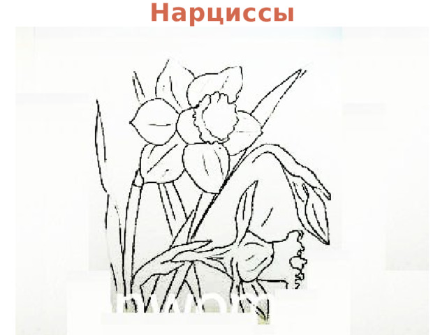 Нарциссы 