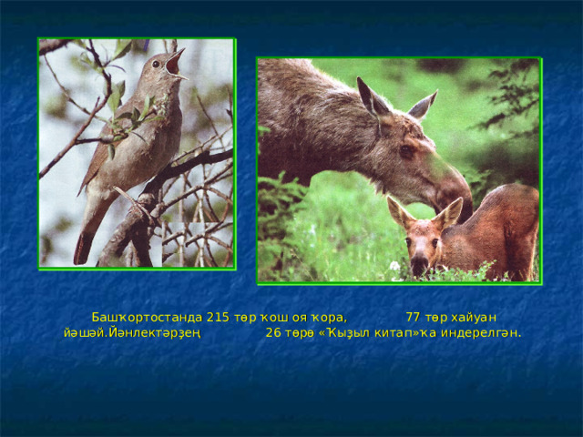  Башҡортостанда 215 төр ҡош оя ҡора, 77 төр хайуан йәшәй.Йәнлектәрҙең 26 төрө « Ҡыҙыл китап »ҡа индерелгән . 