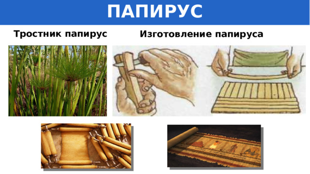 ПАПИРУС Тростник папирус Изготовление папируса 