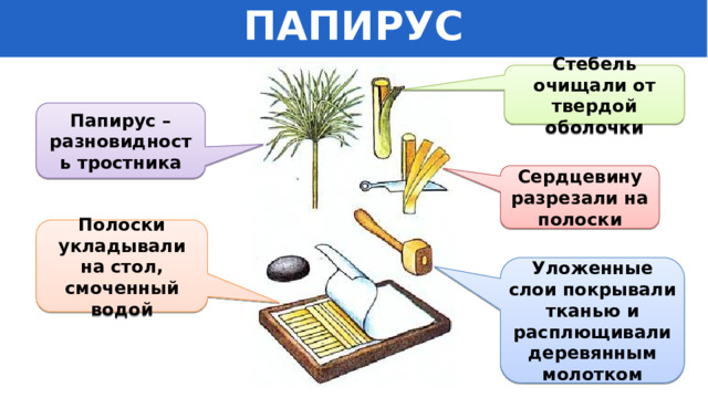 ПАПИРУС Стебель очищали от твердой оболочки Папирус – разновидность тростника Сердцевину разрезали на полоски Полоски укладывали на стол, смоченный водой Уложенные слои покрывали тканью и расплющивали деревянным молотком 