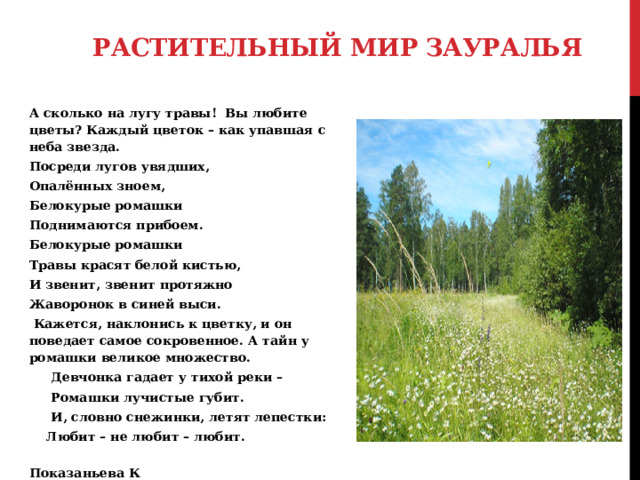 Растительный мир Зауралья А сколько на лугу травы! Вы любите цветы? Каждый цветок – как упавшая с неба звезда. Посреди лугов увядших, Опалённых зноем, Белокурые ромашки Поднимаются прибоем. Белокурые ромашки Травы красят белой кистью, И звенит, звенит протяжно Жаворонок в синей выси.  Кажется, наклонись к цветку, и он поведает самое сокровенное. А тайн у ромашки великое множество.  Девчонка гадает у тихой реки –  Ромашки лучистые губит.  И, словно снежинки, летят лепестки:  Любит – не любит – любит.  Показаньева К 