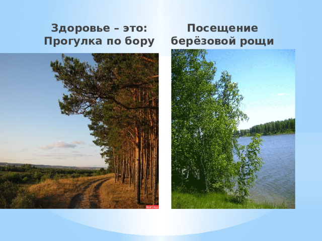 Здоровье – это: Прогулка по бору Посещение берёзовой рощи 