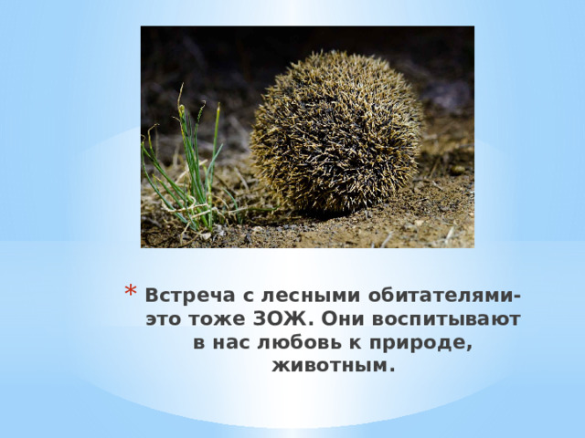 Встреча с лесными обитателями- это тоже ЗОЖ. Они воспитывают в нас любовь к природе, животным. 