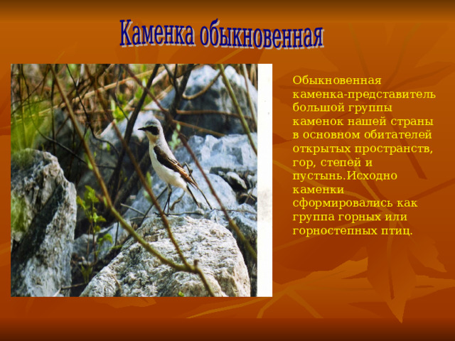 Обыкновенная каменка-представитель большой группы каменок нашей страны в основном обитателей открытых пространств, гор, степей и пустынь . Исходно каменки сформировались как группа горных или горностепных птиц. 