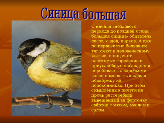 С начала гнездового периода до поздней осени большая синица- обитатель лесов, садов, парков. А уже по первозимью большаки тяготеют к человеческому жилью, очищая от насекомых городские и приусадебные насаждения, перебиваясь с воробьями возле помоек, выискивая подкормку на подоконниках. При этом смышлённые пичуги не прочь растеребить вывешенный за форточку свёрток с мясом, маслом и салом. 