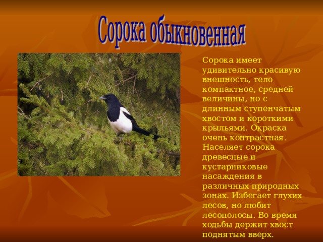 Сорока имеет удивительно красивую внешность, тело компактное, средней величины, но с длинным ступенчатым хвостом и короткими крыльями. Окраска очень контрастная. Населяет сорока древесные и кустарниковые насаждения в различных природных зонах. Избегает глухих лесов, но любит лесополосы. Во время ходьбы держит хвост поднятым вверх. 