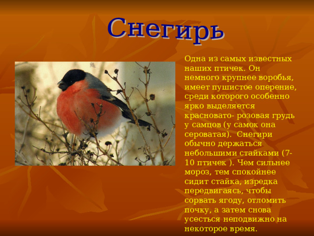 Одна из самых известных наших птичек. Он немного крупнее воробья, имеет пушистое оперение, среди которого особенно ярко выделяется красновато- розовая грудь у самцов (у самок она сероватая). Снегири обычно держаться небольшими стайками (7-10 птичек ). Чем сильнее мороз, тем спокойнее сидит стайка, изредка передвигаясь, чтобы сорвать ягоду, отломить почку, а затем снова усесться неподвижно на некоторое время. 