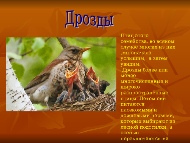 Птиц этого семейства, во всяком случае многих из них ,мы сначала услышим, а затем увидим. Дрозды более или менее многочисленные и широко распространённые птицы. Летом они питаются насекомыми и дождевыми червями, которых выбирают из лесной подстилки, а осенью переключаются на ягоды. 