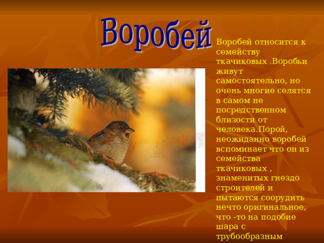 Воробей относится к семейству ткачиковых . Воробьи живут самостоятельно, но очень многие селятся в самом не посредственном близости от человека . Порой, неожиданно воробей вспоминает что он из семейства ткачиковых , знаменитых гнездо строителей и пытаются соорудить нечто оригинальное, что -то на подобие шара с трубообразным выходом. Но случается это очень редко.  