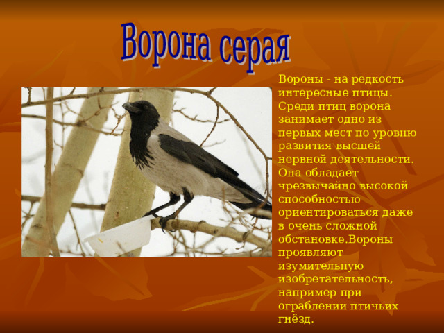 Вороны - на редкость интересные птицы. Среди птиц ворона занимает одно из первых мест по уровню развития высшей нервной деятельности. Она обладает чрезвычайно высокой способностью ориентироваться даже в очень сложной обстановке . Вороны проявляют изумительную изобретательность, например при ограблении птичьих гнёзд. 
