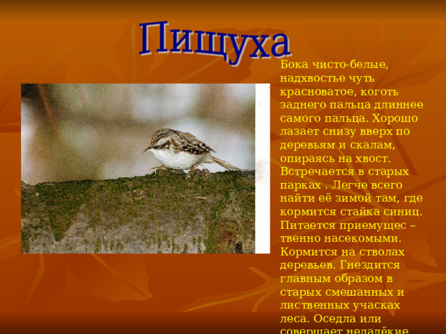 Бока чисто-белые, надхвостье чуть красноватое, коготь заднего пальца длиннее самого пальца . Хорошо лазает снизу вверх по деревьям и скалам, опираясь на хвост . Встречается в старых парках . Легче всего найти её зимой там, где кормится стайка синиц . Питается приемущес – твенно насекомыми . Кормится на стволах деревьев. Гнездится главным образом в старых смешанных и лиственных учасках леса. Оседла или совершает недалёкие кочёвки в стаях птиц. 
