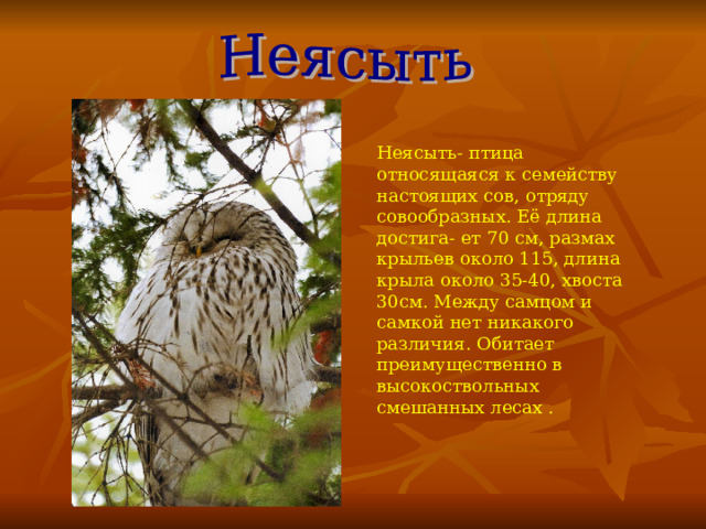 Неясыть- птица относящаяся к семейству настоящих сов, отряду совообразных. Её длина достига- ет 70 см, размах крыльев около 115, длина крыла около 35-40, хвоста 30см. Между самцом и самкой нет никакого различия. Обитает преимущественно в высокоствольных смешанных лесах . 