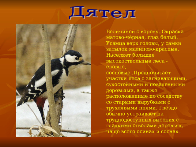 Величиной с ворону. Окраска матово-чёрная, глаз белый. Усамца верх головы, у самки затылок малиново-красные. Населяет большие высокоствольные леса - еловые, сосновые .Предпочитает участки леса с загнивающими, сухостойными и поваленными деревьями, а также расположенные по соседству со старыми вырубками с трухлявыми пнями. Гнездо обычно устраивает на труднодоступных высоких с гладкими стволами деревьях, чаще всего осинах и соснах. 