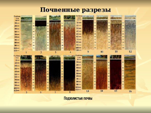 Почвенные разрезы 