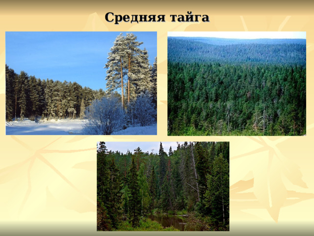 Средняя тайга 