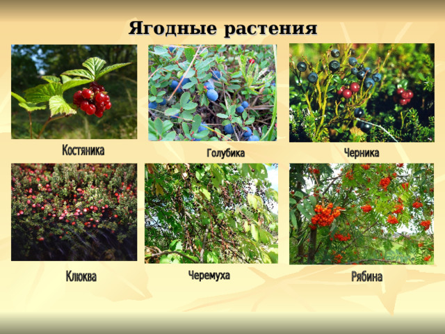 Ягодные растения 