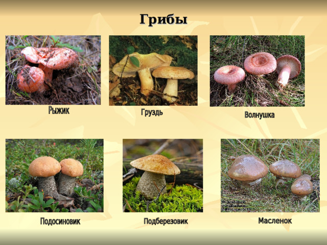 Грибы 
