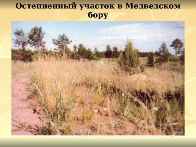 Остепненный участок в Медведском бору 