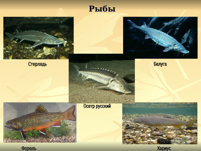 Рыбы 