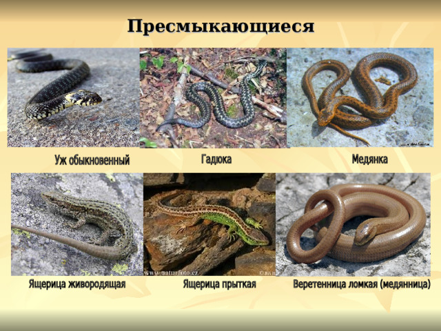 Пресмыкающиеся 