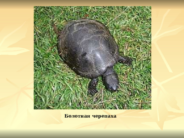 Болотная черепаха 