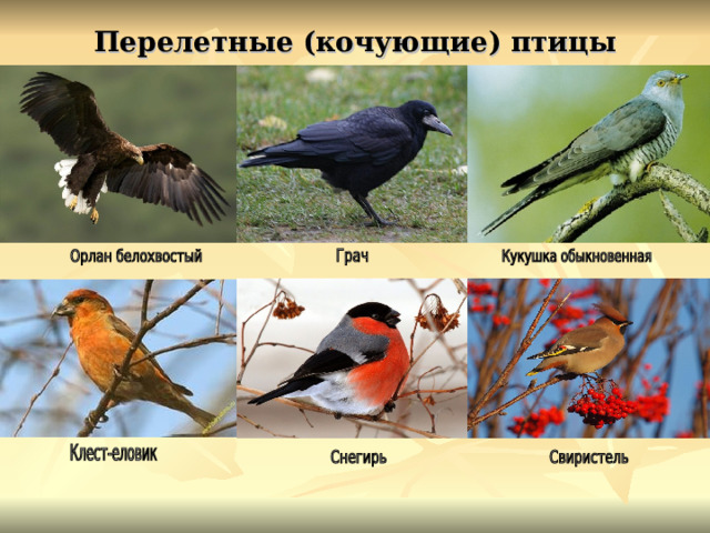 Перелетные (кочующие) птицы 