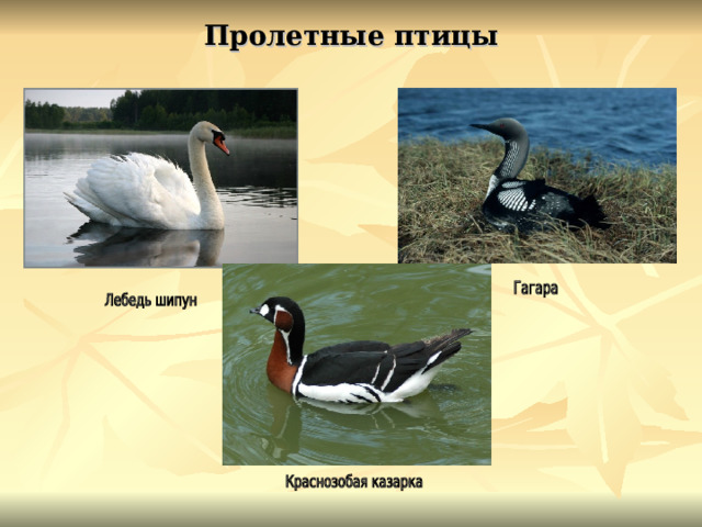 Пролетные птицы 