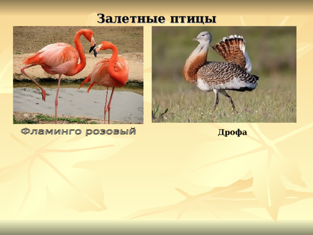Залетные птицы  Дрофа 