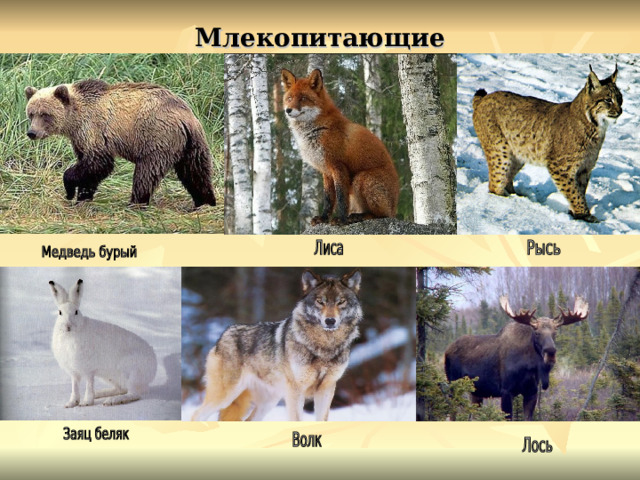 Млекопитающие 