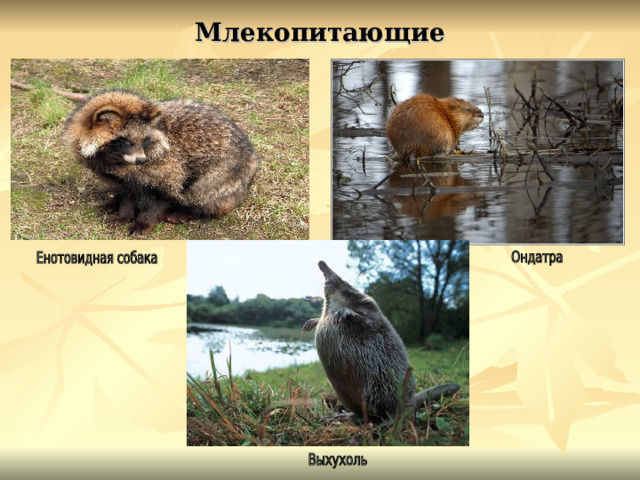 Млекопитающие 