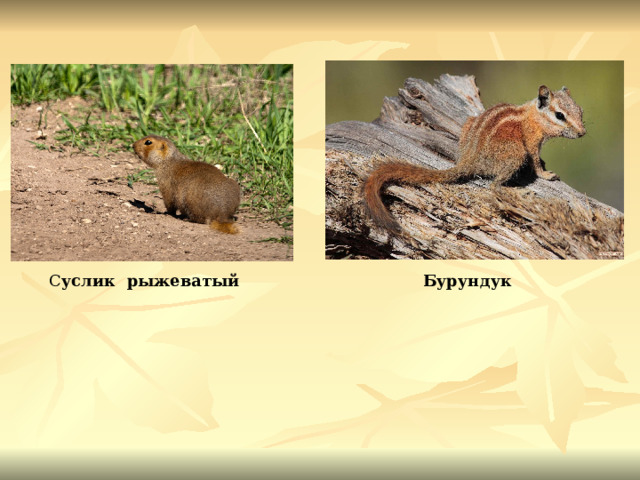 С услик рыжеватый Бурундук 