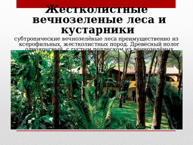  Жестколистные вечнозеленые леса и кустарники  субтропические вечнозелёные леса преимущественно из ксерофильных, жестколистных пород. Древесный полог одноярусный, с густым подлеском из вечнозелёных кустарников. 