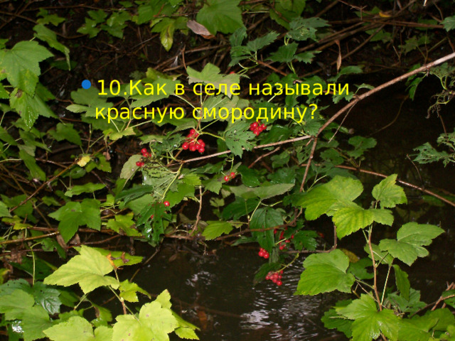 10.Как в селе называли красную смородину? 