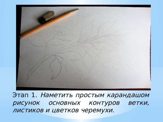 Этап 1. Наметить простым карандашом рисунок основных контуров ветки, листиков и цветков черемухи. 