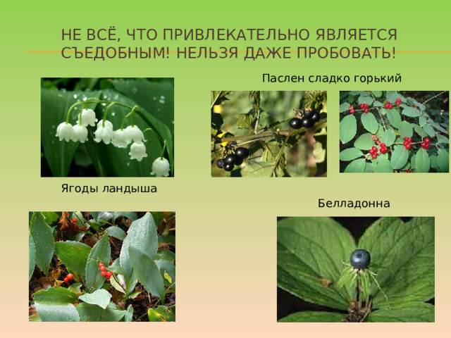 Не всё, что привлекательно является съедобным! Нельзя даже пробовать! Паслен сладко горький Ягоды ландыша Белладонна Лето – самое подходящее время, чтобы вместе с детьми изучить названия растений, ягод и плодов. На помощь придут энциклопедии, информация из интернета и ваши собственные знания. Если у вас есть сад, постарайтесь, чтобы в нем не росло ничего ядовитого: малыши могут просто забыть, что красивые оранжево-красные ягоды ландыша или бузину ни в коем случае есть нельзя. Поэтому лучше, если их просто не будет на участке. В любом случае установите правило: ничто незнакомое в рот не брать.  