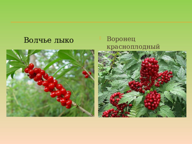 Воронец красноплодный Волчье лыко 