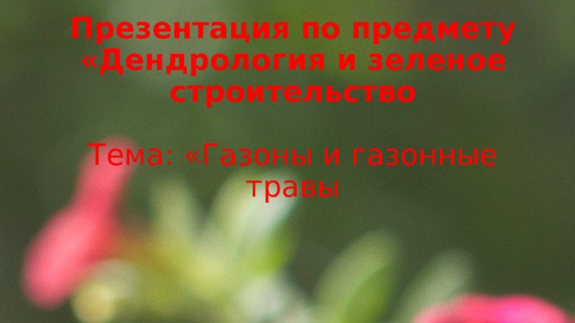 Презентация по предмету «Дендрология и зеленое строительство   Тема: «Газоны и газонные травы 