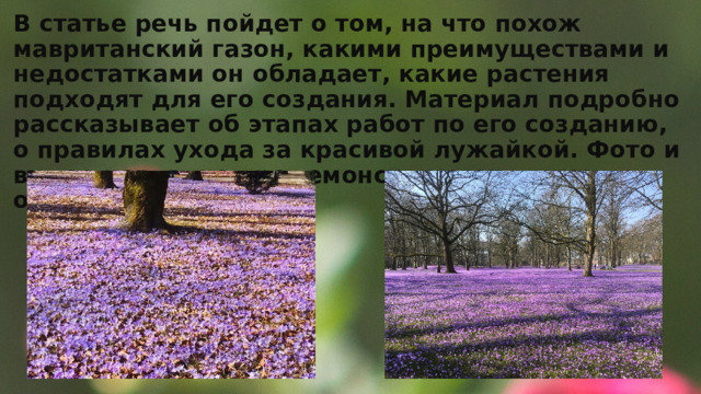В статье речь пойдет о том, на что похож мавританский газон, какими преимуществами и недостатками он обладает, какие растения подходят для его создания. Материал подробно рассказывает об этапах работ по его созданию, о правилах ухода за красивой лужайкой. Фото и видео наглядно продемонстрируют примеры оформления. 