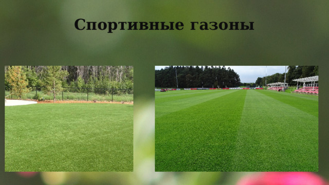 Спортивные газоны 